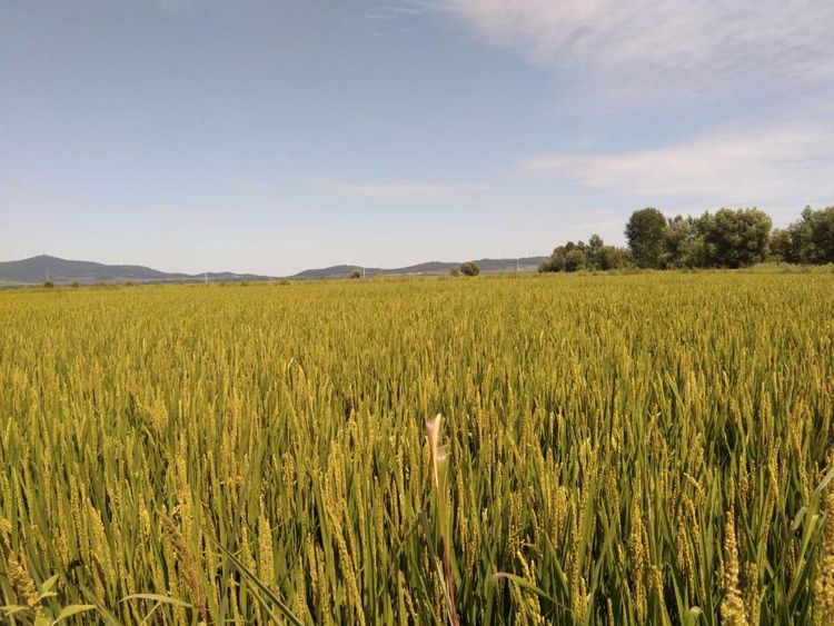 【玉米、水稻】黑龙江双鸭山市与佳木斯市的超声波玉米、水稻种植田调查